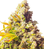 1772109390770.png 1772109390770.png