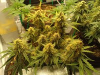 Растим восточную красавицу