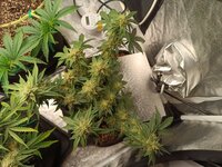 Лимонная Дымка