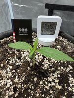 Пробуем КБД сорт Apple Betty