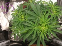 Black Herer, первый гров, вашими молитвами)