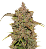 1772192019079.png 1772192019079.png