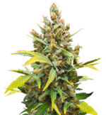 1772192043758.png 1772192043758.png