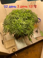 Синий папа вернулся с корпаратива 5.0