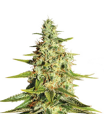 1772201413822.png 1772201413822.png