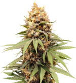 1772201418617.png 1772201418617.png