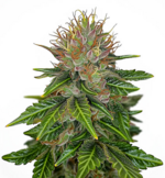 1772201426008.png 1772201426008.png