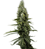 1772201432602.png 1772201432602.png