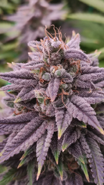 "Торчок в кепке"