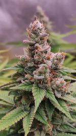 Ёк Макарёк!