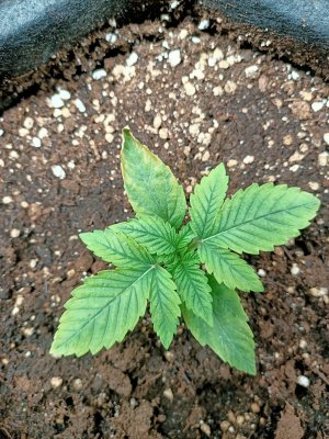 WhatsApp Image 2022-06-03 at 02.00.38.jpeg WhatsApp Image 2022-06-03 at 02.00.38.jpeg