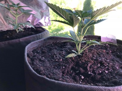 EDF0D093-48DB-416C-BA08-A69ECF8D8807.jpeg EDF0D093-48DB-416C-BA08-A69ECF8D8807.jpeg