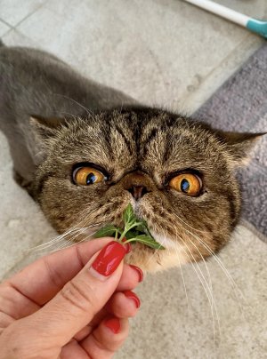 7129DCFD-CCC5-4114-9219-710D81C3539B.jpeg 7129DCFD-CCC5-4114-9219-710D81C3539B.jpeg