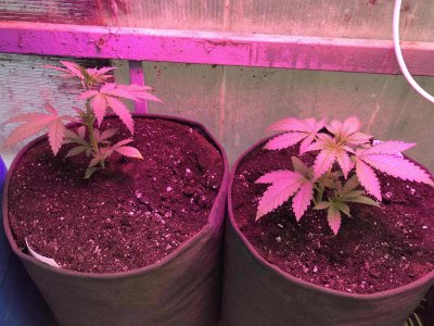 9DAAB5C1-18DA-4291-9A8A-8674398A3FEA.jpeg 9DAAB5C1-18DA-4291-9A8A-8674398A3FEA.jpeg