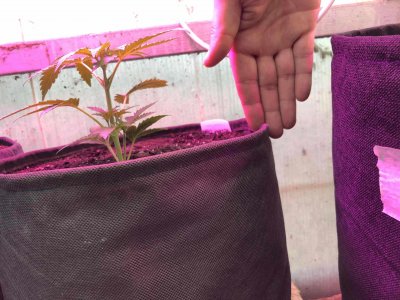 FF04B8A7-89FA-4771-A654-30F450CEED0B.jpeg FF04B8A7-89FA-4771-A654-30F450CEED0B.jpeg