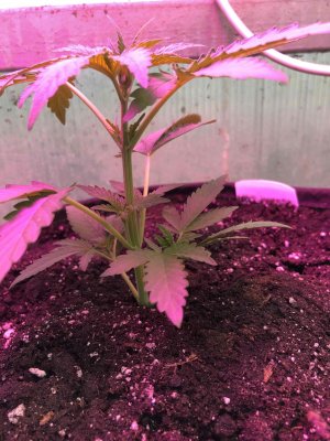 B5431535-74E6-4929-9D0A-D70EDBA9FAA0.jpeg B5431535-74E6-4929-9D0A-D70EDBA9FAA0.jpeg