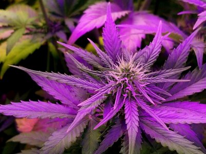 IMG_20220607_230746_288.jpg IMG_20220607_230746_288.jpg