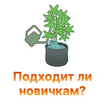 podhodit li novichkam-100.jpg podhodit li novichkam-100.jpg