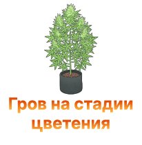 grov na stadiy cveteniya-100.jpg grov na stadiy cveteniya-100.jpg