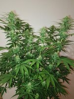 IMG_20260322_222604_379 (1).jpg