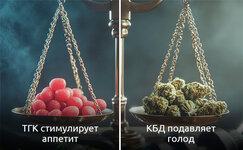 A-chto-naschet-povysheniya-appetita-posle-marihuany__Oy0qWq8QDS5SVB71.jpg