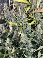 6 — копия.JPG