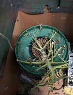 1 — копия.JPG