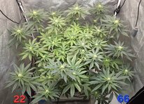 Chita-Chew в кокосовом субстрате на Буйских удобрениях