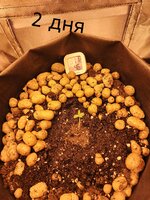 Первый гров!!!