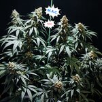 иноТяночк∆