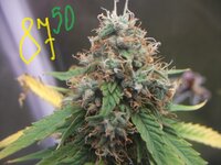 Black Herer, первый гров, вашими молитвами)