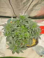 всем досвидос | фотик, органика