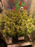 Большой синий Папка  5.0