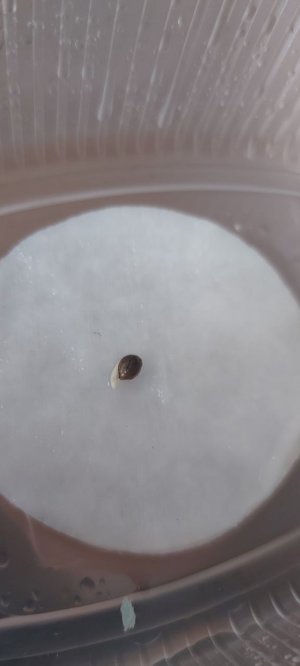 6C01817F-07FA-4785-8911-B81E3D58AD46.jpeg 6C01817F-07FA-4785-8911-B81E3D58AD46.jpeg