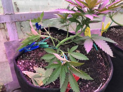 A6C3A039-3AAA-488A-AC50-C797BF5FA824.jpeg A6C3A039-3AAA-488A-AC50-C797BF5FA824.jpeg