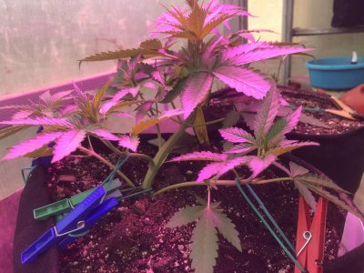 70365F95-F82D-4828-838C-854E2B942BED.jpeg 70365F95-F82D-4828-838C-854E2B942BED.jpeg