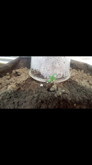 Screenshot_2022-06-16-21-59-20.png Screenshot_2022-06-16-21-59-20.png