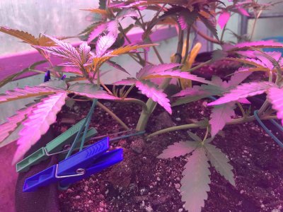 20A9C2B3-EACE-48E2-9706-919A9E5A4BF9.jpeg 20A9C2B3-EACE-48E2-9706-919A9E5A4BF9.jpeg