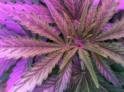 3261373B-3E3B-4F0B-B011-EF288E8D281E.jpeg 3261373B-3E3B-4F0B-B011-EF288E8D281E.jpeg