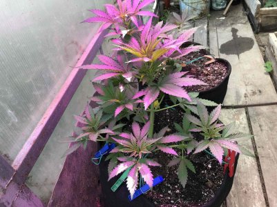 1FFCE64A-7B66-4544-97A9-98DE1FF182F0.jpeg 1FFCE64A-7B66-4544-97A9-98DE1FF182F0.jpeg