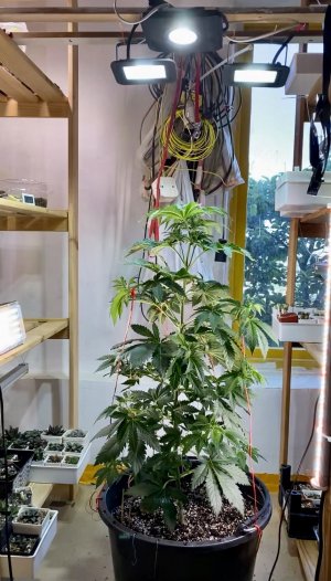 CEC2A72A-74C2-4EF4-B5ED-D9E094549277.jpeg CEC2A72A-74C2-4EF4-B5ED-D9E094549277.jpeg