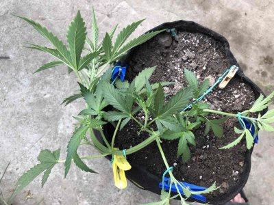 6CC18317-E47E-4030-8BDB-7DB0F58058E9.jpeg 6CC18317-E47E-4030-8BDB-7DB0F58058E9.jpeg