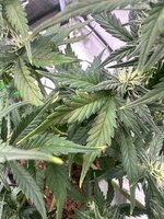 IMG_7498.jpeg