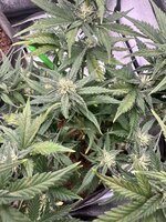 IMG_7497.jpeg