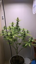 IMG_5724.jpeg