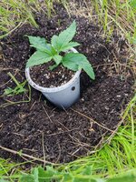 IMG_20260710_173216.jpg