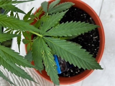 9D47C530-28E3-4E7F-BEFC-CCB931FD667B.jpeg 9D47C530-28E3-4E7F-BEFC-CCB931FD667B.jpeg