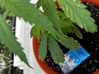 A242450E-DCC7-4FA9-9AD7-90C9D2FD1AD0.jpeg A242450E-DCC7-4FA9-9AD7-90C9D2FD1AD0.jpeg