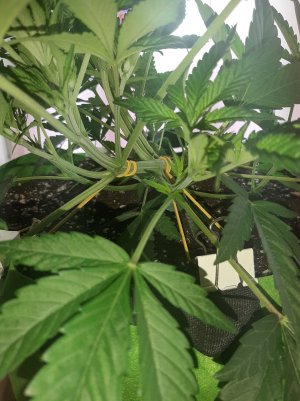 20220621_115958.jpg 20220621_115958.jpg