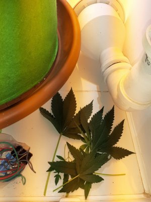 20220621_124541.jpg 20220621_124541.jpg